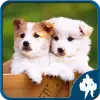 Dogs Jigsaw Puzzles Mod
