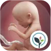 Pregnancy App  Baby Tracker Apk