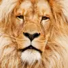 تطبيق أصوات الحيوانات برو