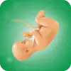تطبيق حاسبة الحمل و تقويم الحمل برو