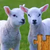 لعبه Animal Jigsaw Puzzle Game Kids apk مهكر