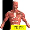 Visual Anatomy Free Apk