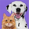 Pet Parade: Cutest Pet Contest Apk