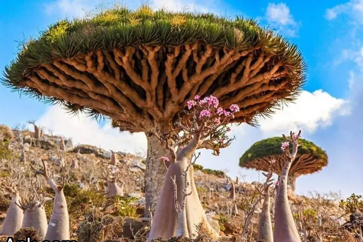 Socotra Island: a Yemeni archipelago in the Indian Ocean