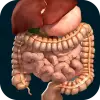 Internal Organs in 3D Anatomy Apk