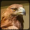 Eagle Hunting Journey Mod