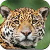 Wild Animal Wallpaper 4K Apk