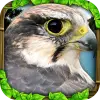 لعبه Falcon Simulator apk مهكر