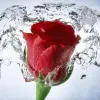 تطبيق صور ورد برو
