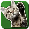 WASticker Cats Apk