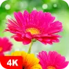 تطبيق Flower Wallpapers 4K برو