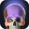 Anatomyka - 3D Anatomy Atlas Apk