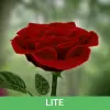 تطبيق 3D Rose Live Wallpaper Lite برو