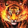 Tiger Wallpaper HD  4K Apk
