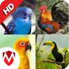 100 Bird sounds Apk