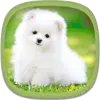 Cute Puppy Wallpapers Apk