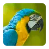 Bird Sounds Apk