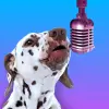 PetStar: My Pet Sings  Dances Apk