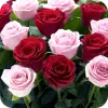 تطبيق Rose Wallpaper , Rose Images برو