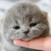 Cute Cat Wallpaper Apk