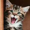 Kitten  Cute Cat Wallpaper HD Apk