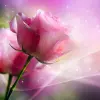 Pink Roses Live Wallpaper Apk