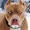 Pitbull Wallpaper HD Apk