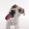 Dog Licks Screen Video Theme Apk
