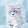 تطبيق Cute Cats Wallpaper برو