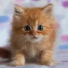 Cute Kittens Live Wallpaper Apk