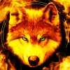 Fire Wallpaper Theme Lone Wolf Apk