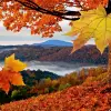 Falling Leaves Live Wallpaper Apk