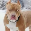 Pitbull Wallpaper Apk