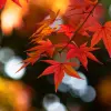 Autumn Wallpaper Apk