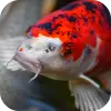 تطبيق Japanese Koi Fish Wallpaper برو