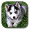 Husky Live Wallpaper Apk