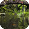 Real pond with Koi Apk