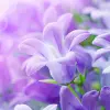 Lilac Flowers Live Wallpaper Apk