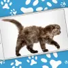 Cat Walks in Phone Cute Joke Apk