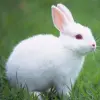 Talking Rabbit Mod