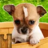 لعبة Dogs Jigsaw Puzzle Game Kids apk مهكر