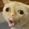 تطبيق Animated Stickers Memes Sticke برو