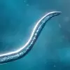 لعبة Bionix: Spore Evolution Sim 3D apk مهكر