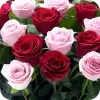 Rose Wallpaper , Rose Images pro