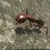 لعبة Ant Simulation 3D - Insect Sur apk مهكر