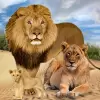 لعبة ملك الغابة مملكة الاسد الغابة apk مهكر