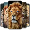 تطبيق Lion Wallpaper برو