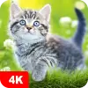 تطبيق Cat Wallpapers  Cute Kittens برو