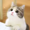 تطبيق Cute Cat HD Wallpapers برو