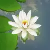 تطبيق 3D Lotus Pond Live Wallpaper برو